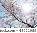 盛開的櫻花京都八幡後方聚光燈 48021089