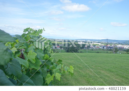 Hokkaido Rokkatei Tokachi wine field 48021139