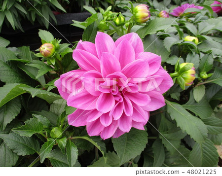 台中霧峰林家宅園 48021225