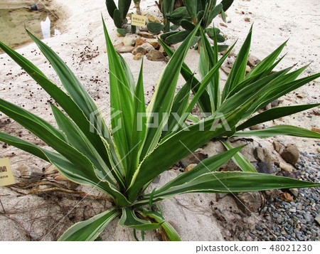 台中霧峰林家宅園 48021230