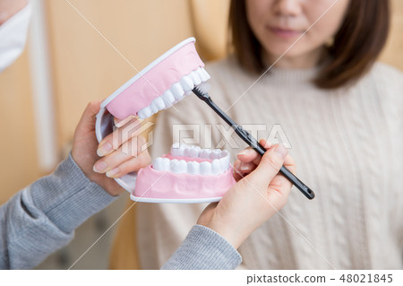 Teeth brushing teeth (front teeth) Teeth brushing teeth (front teeth) 48021845