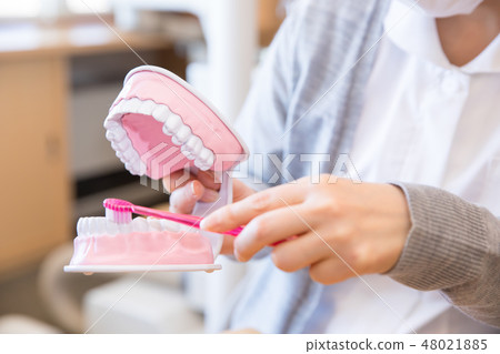 Dental hygienist teaching teeth Dental hygienist teaching teeth 48021885