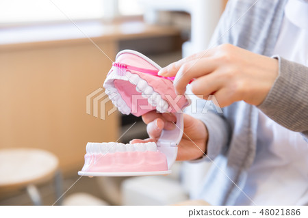 Dental hygienist teaching teeth Dental hygienist teaching teeth 48021886
