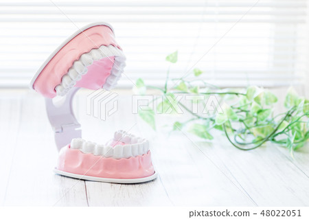 Image of tooth type 48022051