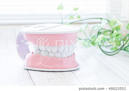 牙齒類型的圖像 牙齒類型的圖像 48022052