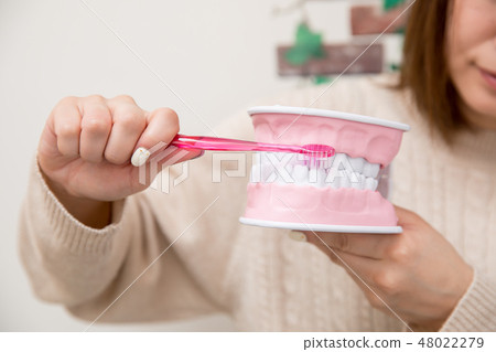 磨練牙齒模型的婦女 48022279