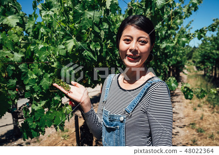 woman farmer shows a heap of white grapes woman farmer shows a heap of white grapes 48022364