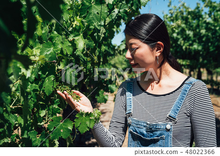 asian woman inspecting grapes in vineyard 48022366