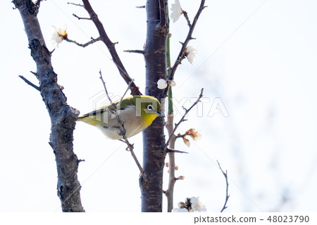 梅羅和梅 48023790