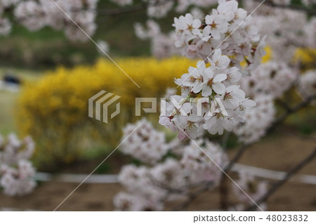 Fujita River Fureai cherry tree in Koriyama city, Fukushima prefecture 48023832