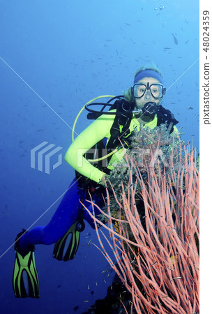 Diver and Sea Whips Diver and Sea Whips 48024359