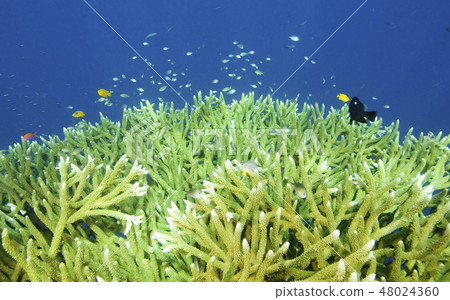 Hard Corals and Fish Hard Corals and Fish 48024360