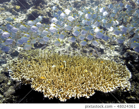 Fish and Coral 48024361