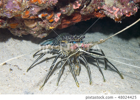 A painted Crayfish 48024425