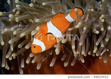 A Clown Anemonefish 48024432
