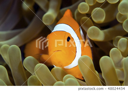 Clown Anemonefish Clown Anemonefish 48024434