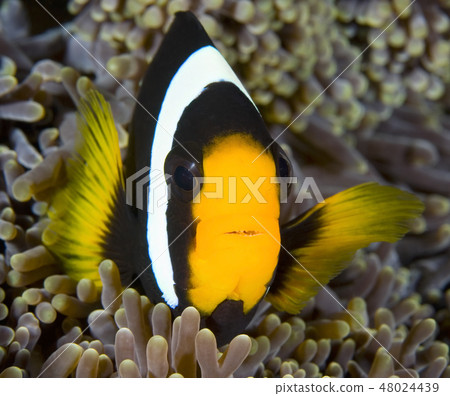 A clownfish swimming in its anemone, underwater A clownfish swimming in its anemone, underwater 48024439