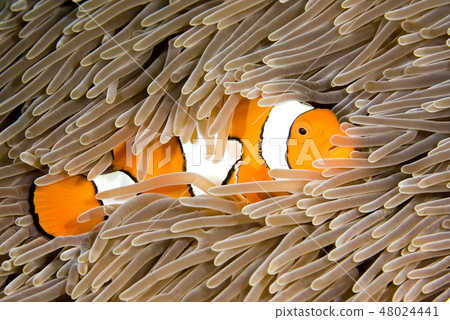 Clownfish Clownfish 48024441