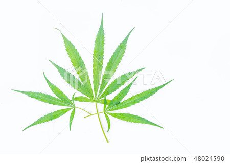 The marijuana, marihuana, Indian hemp, leave plant The marijuana, marihuana, Indian hemp, leave plant 48024590