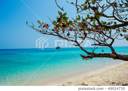 Talu Island, Beach, Rayong, Summer, Thailand 48024730