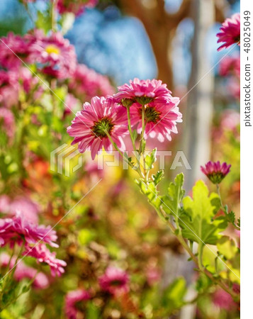 Pink chrysanthemums in Korea Pink chrysanthemums in Korea 48025049