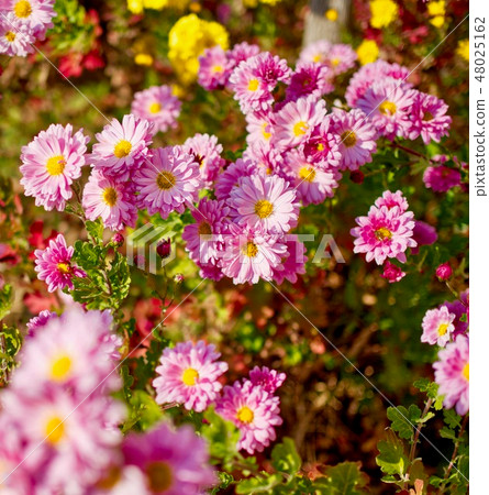 Pink chrysanthemums in Korea Pink chrysanthemums in Korea 48025162