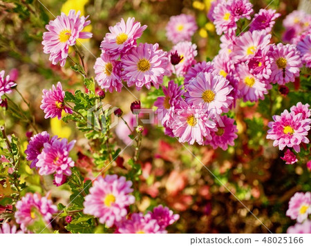 Pink chrysanthemums in Korea Pink chrysanthemums in Korea 48025166