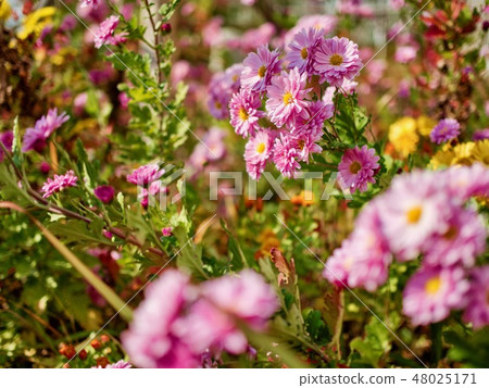 Pink chrysanthemums in Korea Pink chrysanthemums in Korea 48025171
