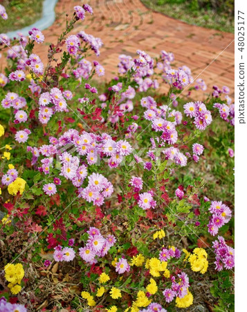Pink chrysanthemums in Korea Pink chrysanthemums in Korea 48025177