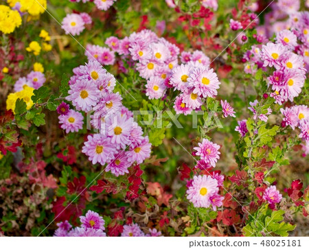 Pink chrysanthemums in Korea Pink chrysanthemums in Korea 48025181