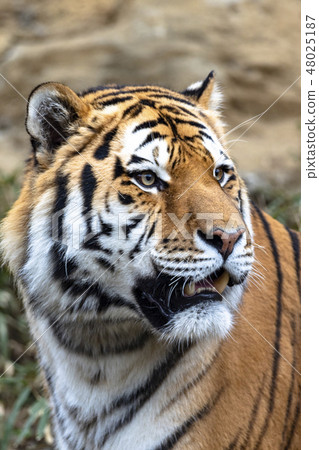 Portrait of Amur tiger 48025187