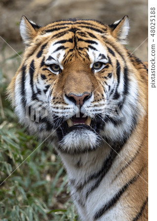 Portrait of Amur tiger 48025188