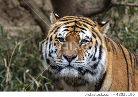 Portrait of Amur tiger 48025190