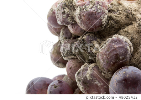 Grape Gray Bacteria Botrytis Gray mold Pathogenic spore Botrytis cinerea Grape Gray Bacteria Botrytis Gray mold Pathogenic spore Botrytis cinerea 48025412