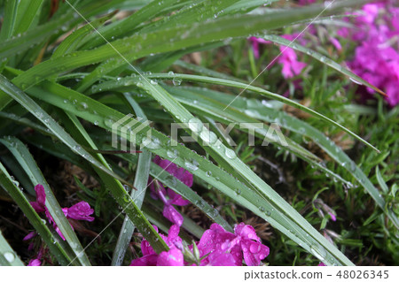 Leaves and water droplets 48026345