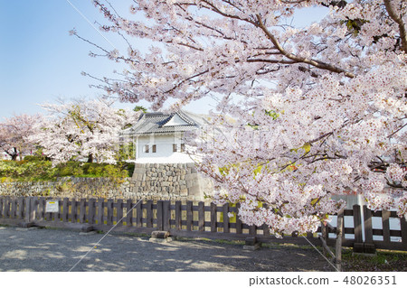 小田原城，Majoka輪和櫻花 48026351