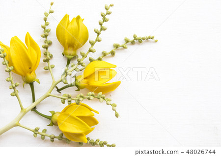 yellow flower ylang ylang local flora of asia  48026744