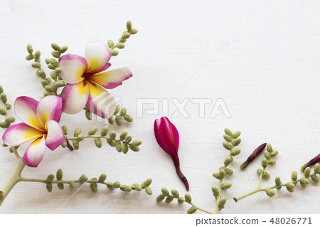 colorful flower frangipani local flora of asia colorful flower frangipani local flora of asia 48026771