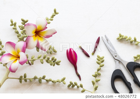 colorful flower frangipani local flora of asia  48026772