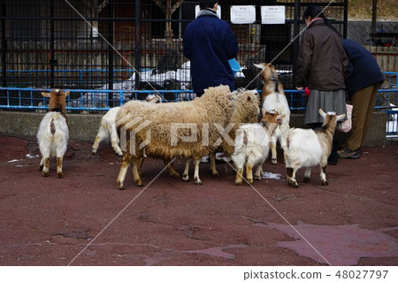 Winter animal park Goat and sheep Winter animal park Goat and sheep 48027797