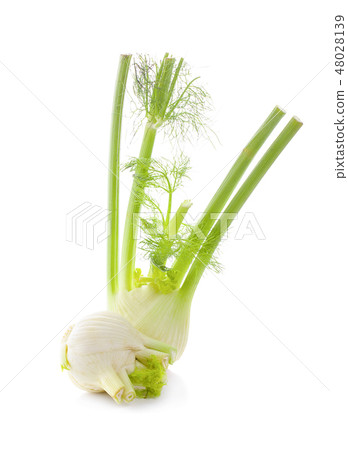 Fennel isolated on white background 48028139
