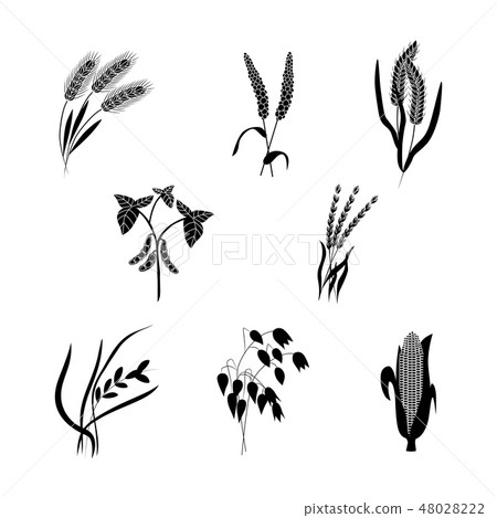 Vector wheat ears black silhouette icon organic Vector wheat ears black silhouette icon organic 48028222