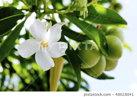 Flowers and fruits of Okinawa variegata Flowers and fruits of Okinawa variegata 48028841