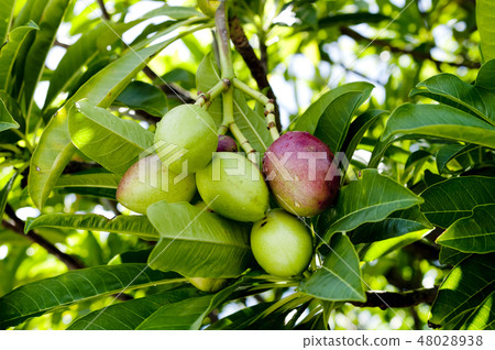 Fruit of Okinawa cloaca 48028938