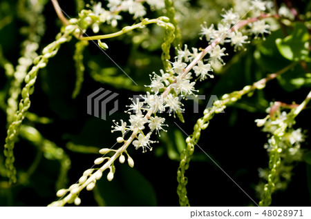 雲南藥用花卉 48028971