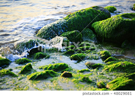 The sea of the morning! , Sunrise, sea of the dawn, martial arts tree 48029081