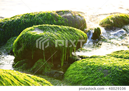 The sea of the morning! , Sunrise, sea of the dawn, martial arts tree 48029106