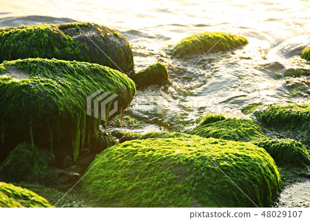 The sea of the morning! , Sunrise, sea of the dawn, martial arts tree 48029107