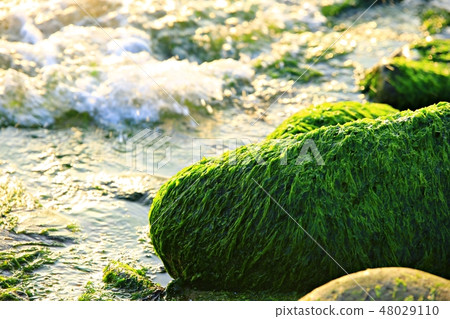 早上的大海！ ，日出，黎明之海，武術樹 48029110