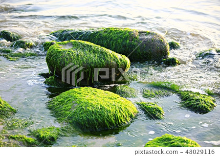 The sea of the morning! , Sunrise, sea of the dawn, martial arts tree The sea of the morning! , Sunrise, sea of the dawn, martial arts tree 48029116